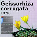 QC\U RK[^ Geissorhiza corrugata EQ705 ʔ  2.5 P[vou A  GINGXg