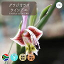 OWIX ECVAG Gladiolus uysiae EQ465 ʔ  2.5 P[vou A  GINGXg