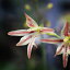 グラジオラス ヒアリヌス EQ741 Gladiolus hyalinus 南アフリカ 球根 珍奇植物