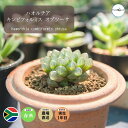 多肉植物 ハオルチア シンビフォルミス オブツーサ Haworthia cymbiformis 通販 2.5号 エケベリア セダム 観葉植物 インテリア エリオクエスト