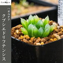 A nI`A NuVGhteVX Haworthia kubusiedriftensis DMC05625