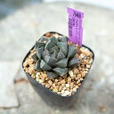 nI`A N[y[ stFώ Haworthia cooperi var. pilifera EQ992