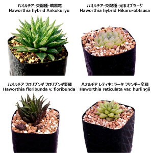 楽天市場 多肉植物 寄せ植え セット ハオルチア 5種類 インテリア 南アフリカ 球根 珍奇植物 エリオクエスト 楽天市場 多肉植物 寄せ植え セット ハオルチア 5種類 インテリア 南アフリカ 球根 珍奇植物 エリオクエスト