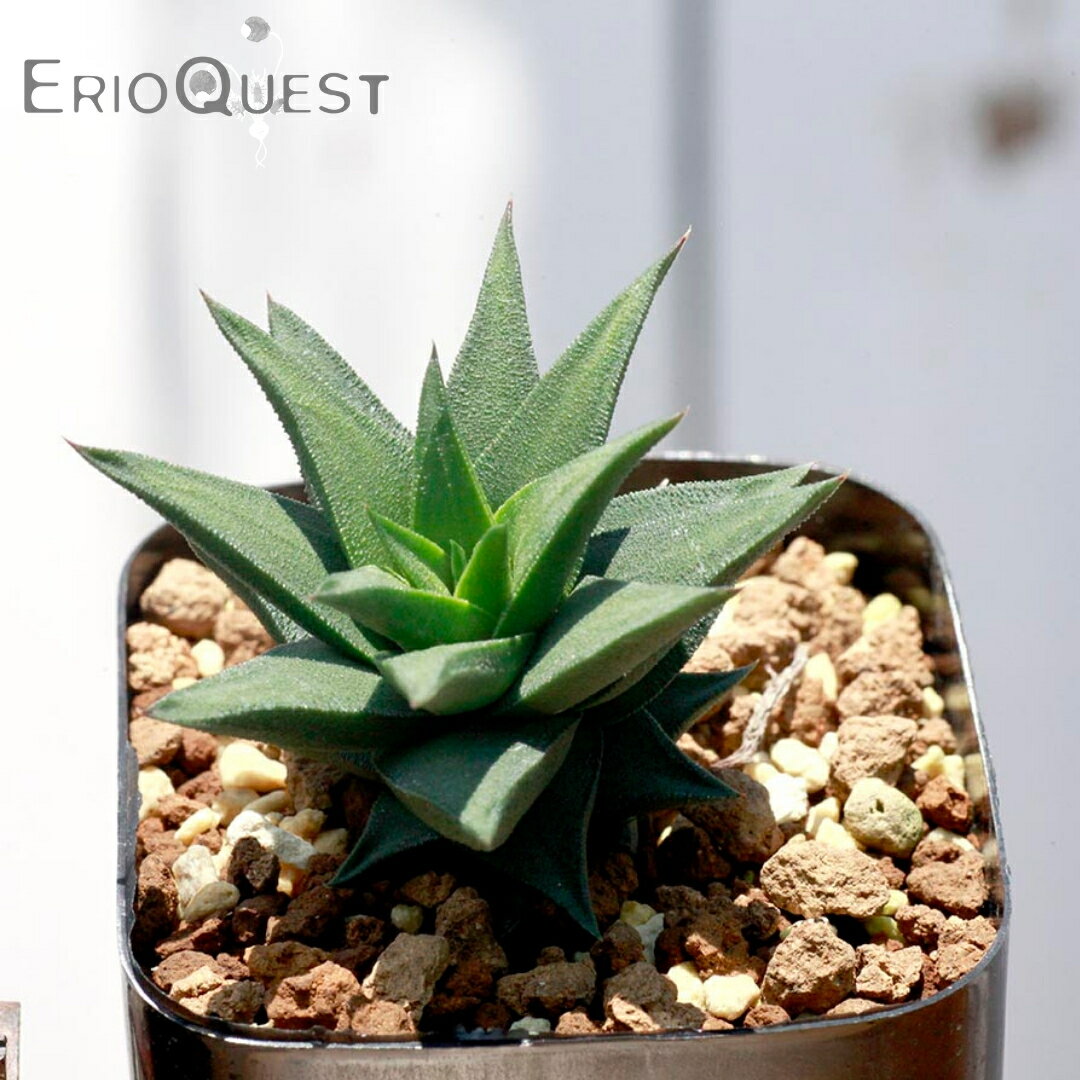 多肉植物 ハオルチア トルツオサ 五重塔 種類 Haworthia tortuosa 通販 2.5号 エケベリア セダム 観葉植物 インテリア エリオクエスト