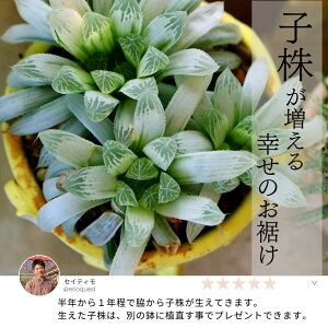 楽天市場 観葉植物 小さい ミニ 多肉植物 ハオルチア オブツーサ プレゼント インテリア おしゃれ オシャレ サンスベリア センセベリア ガジュマル ポトス プレゼント ピンク 鉢 陶器 Haworthia エリオクエスト 楽天市場 観葉植物 小さい ミニ 多肉植物 ハオルチア オブツーサ プレゼント インテリア おしゃれ オシャレ サンスベリア センセベリア ガジュマル ポトス プレゼント ピンク 鉢 陶器 Haworthia エリオクエスト