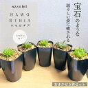 多肉植物 寄せ植え ハオルチア おま