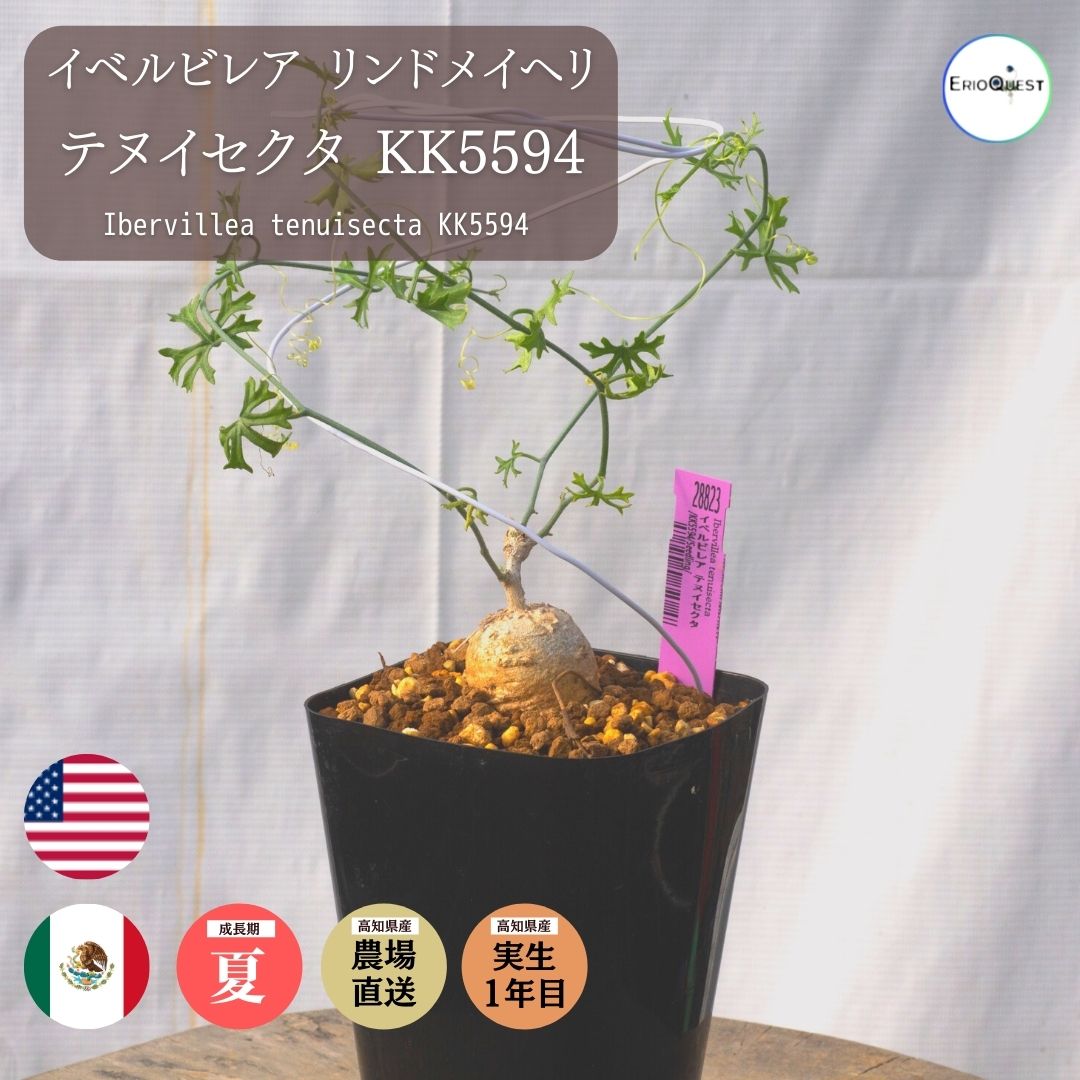 楽天市場】塊根植物(種類(植物)パキラ)の通販 楽天市場】塊根植物(種類(植物)パキラ)の通販