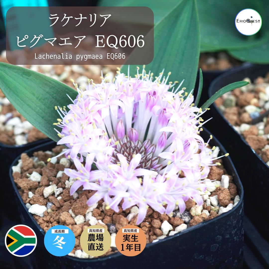 ラケナリア ピグマエア Lachenalia pygmaea EQ606 通販 実生 2.5号 ケープバルブ 南ア 球根 エリオクエスト