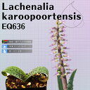 PiA J[v[eVX Lachenalia karoopoortensis EQ636 ʔ  2.5 P[vou A  GINGXg