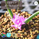 PiA |[LtHA Lachenalia paucifolia EQ660 ʔ  2.5 P[vou A  GINGXg