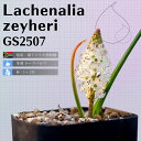 PiA [Cw Lachenalia zeyheri GS2507 ʔ  2.5 P[vou A  GINGXg