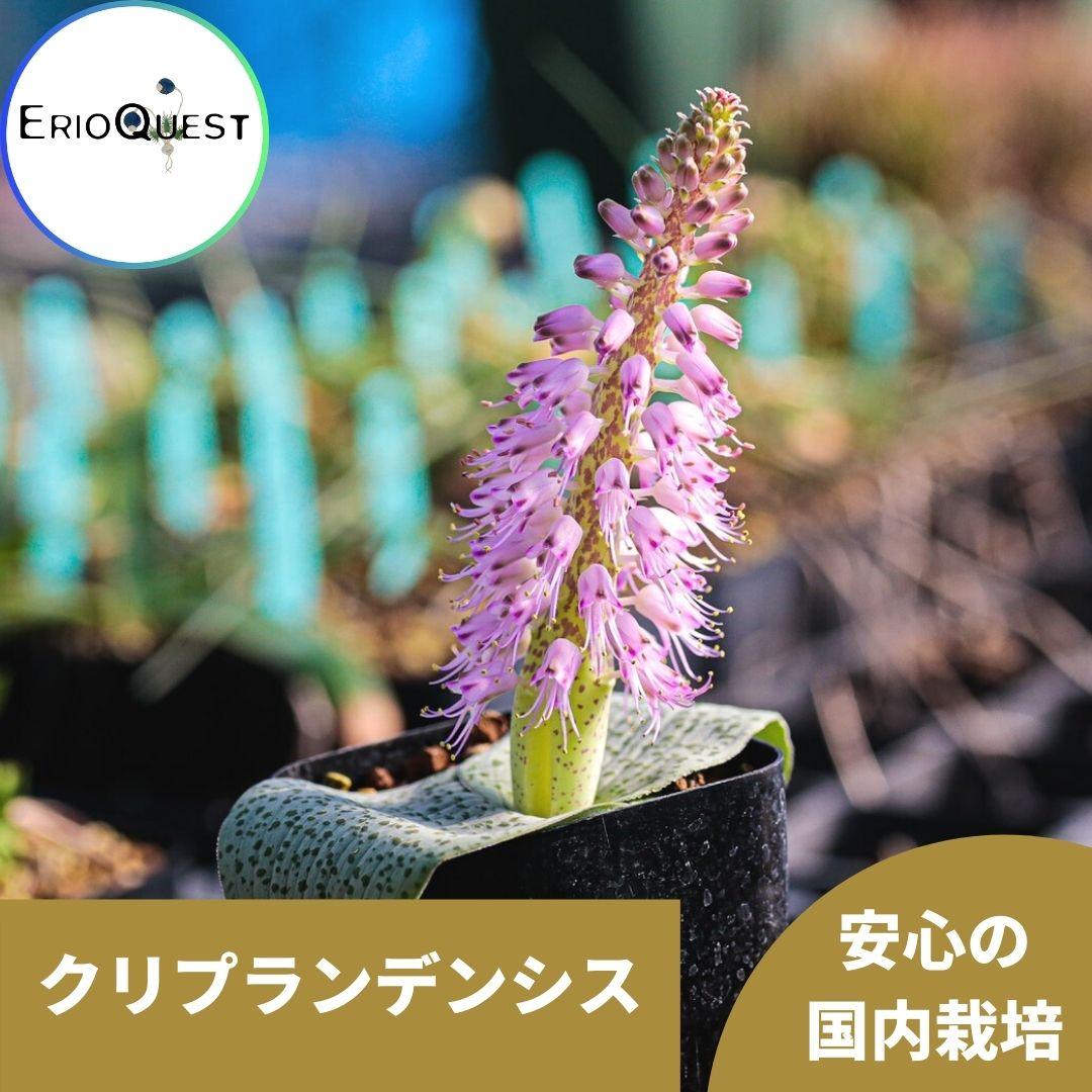 ラケナリア クリプランデンシス Lachenalia kliprandensis 通販 実生 2.5号 ケープバルブ 南ア 球根 エリオクエスト