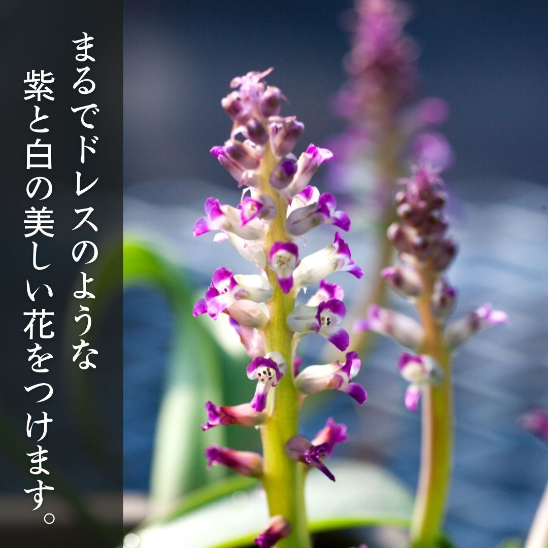 ラケナリア カルノーサ Lachenalia ...の紹介画像2