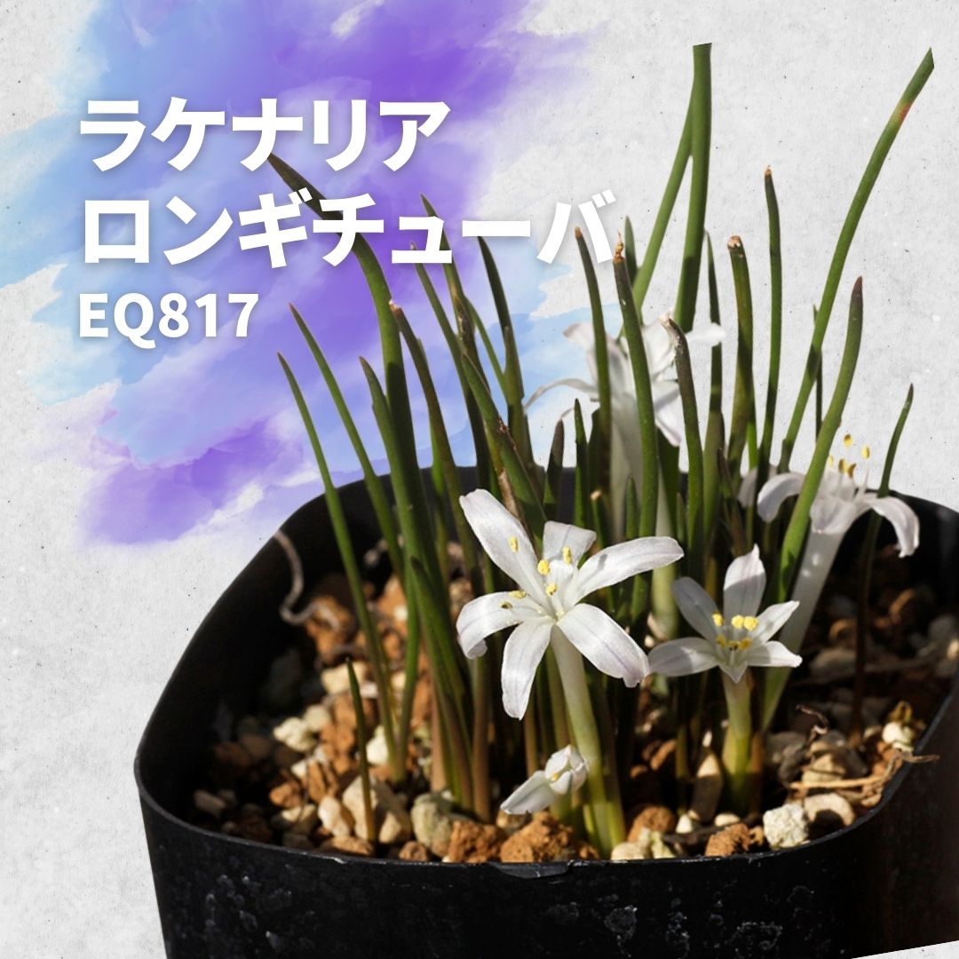 ラケナリア ロンギチューバ Lachenalia longituba EQ817