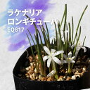 PiA M`[o Lachenalia longituba EQ817