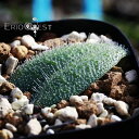 PiA gRtB lachenalia trichophylla EQ1118 ʔ  2.5 P[vou A  GINGXg