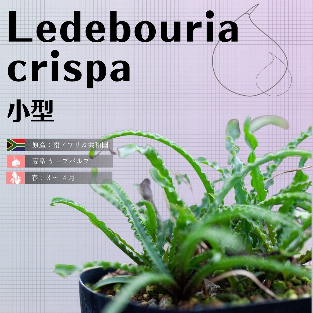 観葉植物 ケープバルブ 球根 レデボウリア クリスパ 小型 Ledebouria crispa