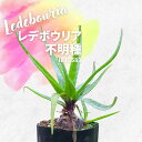 f{EA s Ledebouria sp IB13583 ʔ  2.5 P[vou A  GINGXg