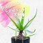 ǥܥꥢ  Ledebouria sp IB13583   2.5 ץХ  庬 ꥪ