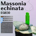 }b\jA GLi[^ Massonia echinata EQ830 ʔ  2.5 P[vou A  GINGXg