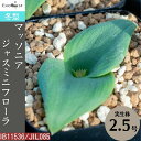 マッソニア ジャスミニフローラ Massonia jasminiflora IB11536/JIL085 通販 実生 2.5号 ケープバルブ 南ア 球根 エリオクエスト