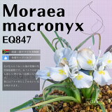 饨 ޥ˥ Moraea macronyx EQ847   2.5 ץХ  庬 ꥪ