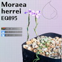 GA wC Moraea herrei EQ895