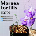 GA geBX Moraea tortilis EQ709