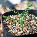 モラエア セルペンティーナ Moraea serpentina 通販 実生 2.5号 ケープバルブ 南ア 球根 エリオクエスト