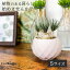 【鉢付き】 母の日 観葉植物 ギフト 多肉植物 オーニソガラム リトプソイデス Ornithogalum lithopsoides EQ612