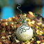 オーニソガラム オオアマナ トルツオスム Ornithogalum Tortuosum DMC13646 南アフリカ 球根 珍奇植物