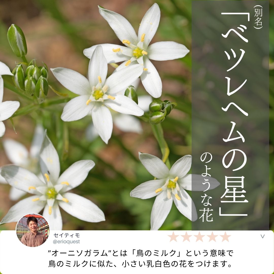 楽天市場 観葉植物 小さい 多肉植物 珍奇植物 ビザールプランツ 南アフリカ 球根 オーニソガラム トルツオスム Dmc Ornithogalum Tortuosum Dmc エリオクエスト
