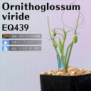 I[j\ObT Bf Ornithoglossum viride EQ439 ʔ  2.5 P[vou A  GINGXg