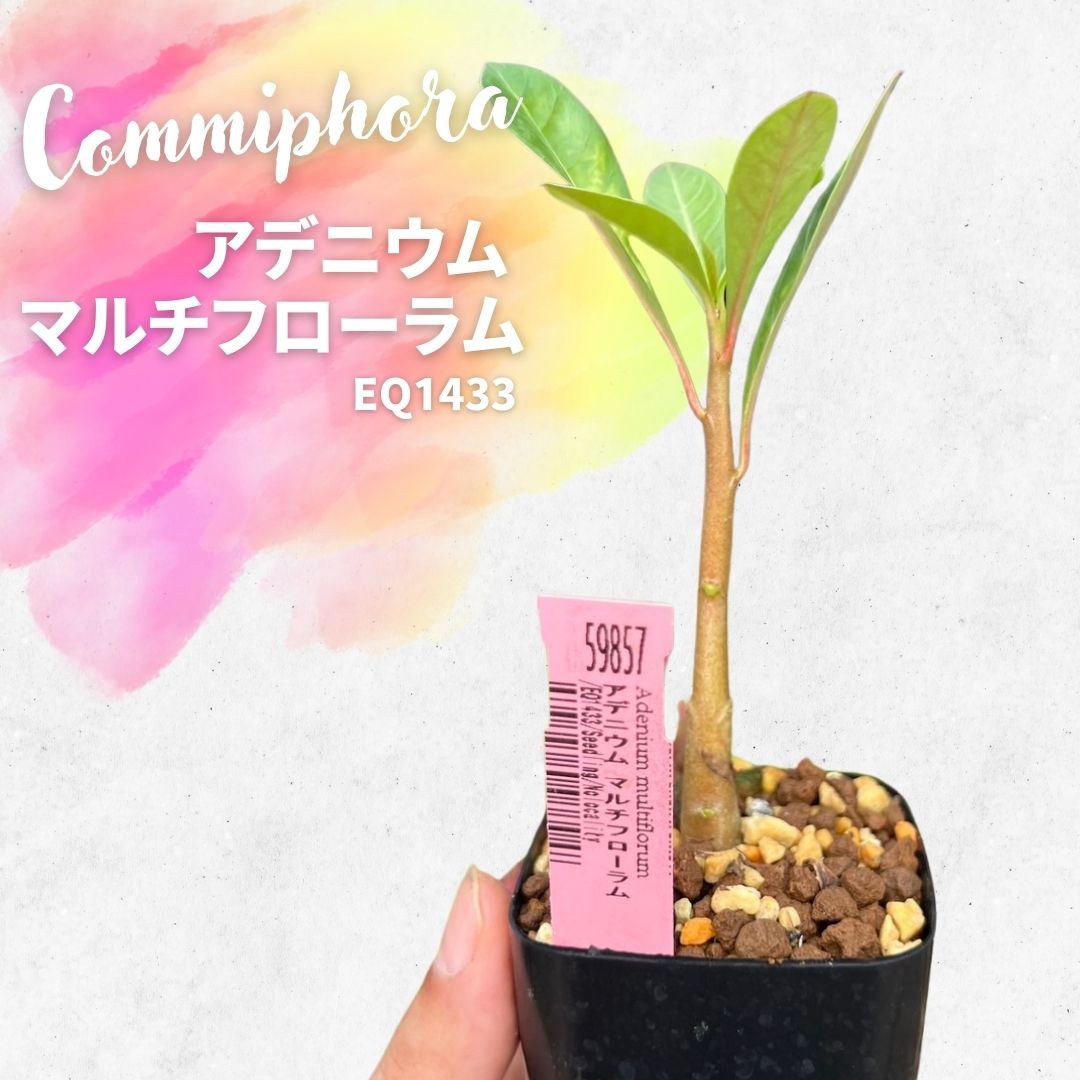 アデニウム マルチフローラム Adenium multiflorum EQ1433