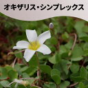 ILUX mtB VvbNX Oxalis monophylla simplex EQ1127