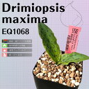 h~IvVX }LV} Drimiopsis maxima EQ1068 ʔ  2.5 P[vou A  GINGXg