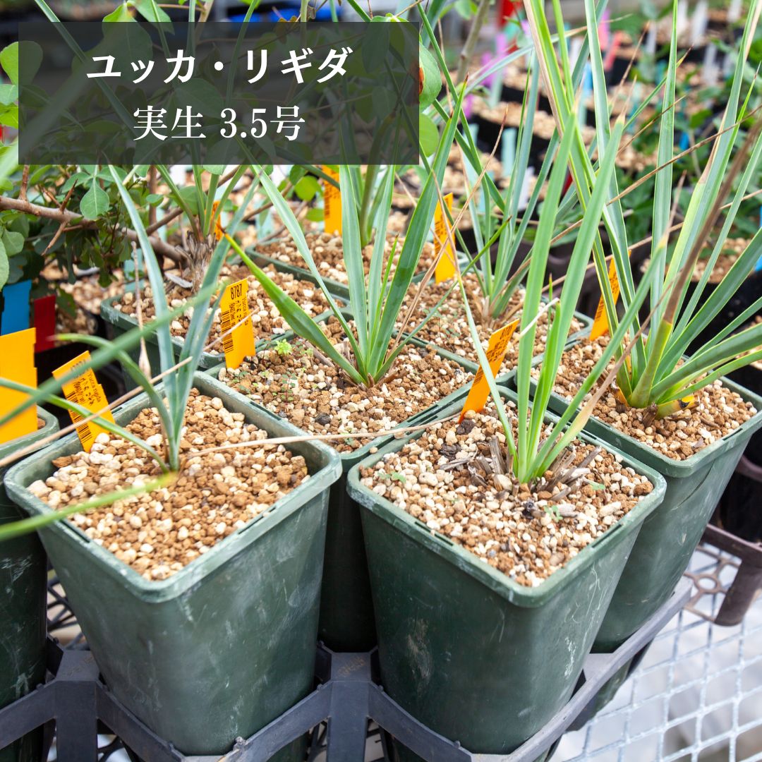ユッカ リギダ 青年の木 Yucca rigida 観葉植物 インテリア エリオクエスト 新築祝い 開店祝い EQ493のサムネイル