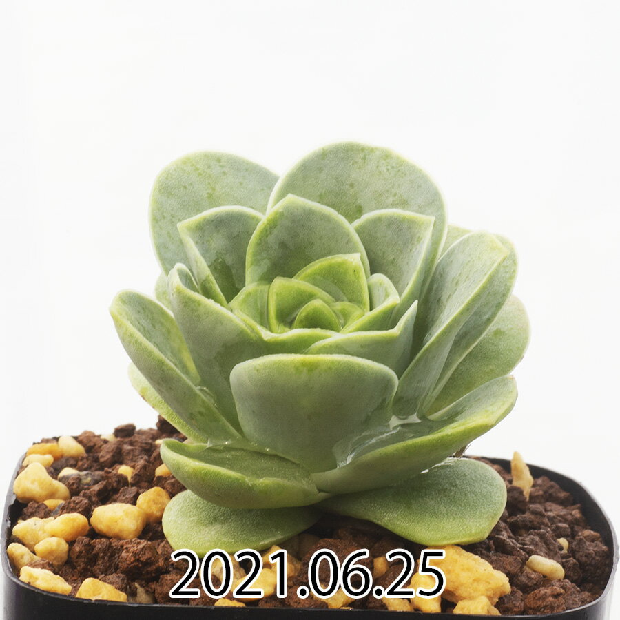 多肉植物グリーノビア オーレア Greenovia aurea KK8493 通販 実生 2.5号 エケベリア セダム 観葉植物 インテリア エリオクエストのサムネイル