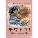 チワトラ!チワワとトラ猫★凛(リン)と正宗にぃちゃんのビューティフォーな毎日! 【DVD】