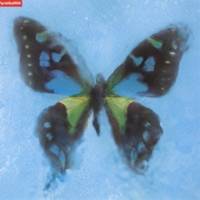 ポルノグラフィティ／アゲハ蝶 【CD】のサムネイル