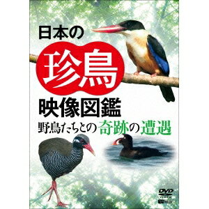 日本の珍鳥 映像図鑑 野鳥たちとの奇跡の遭遇 【DVD】