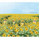 フィロソフィーのダンス/サンフラワー (初回限定) 【CD+Blu-ray】