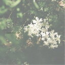 【8/1限定! 最大P6倍 & 最大2000円OFFクーポン!!】(ヒーリング)/Guitar Tenderness 【CD】