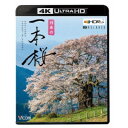 日本の一本桜 【4K・HDR】 UltraHD 【Blu-ray】