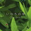 国安修二/いのちの芽 【CD】 1,134円