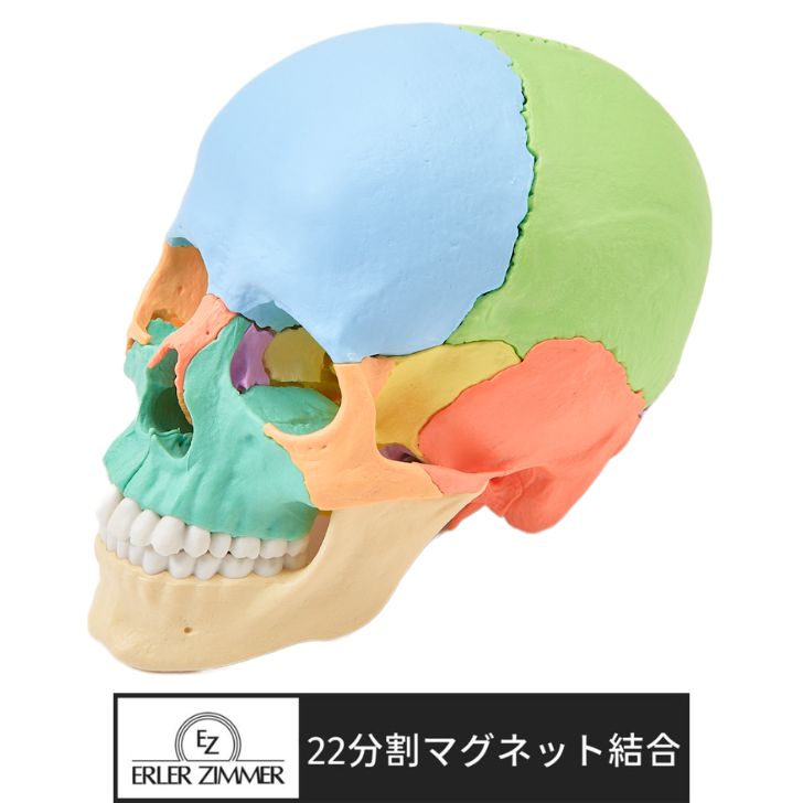 Erler Zimmer (エルラージマー) 22分割 頭蓋骨 模型 マグネット結合 解剖学 オステオパシー DVDマニュアル付 骨格模型 骨格標本