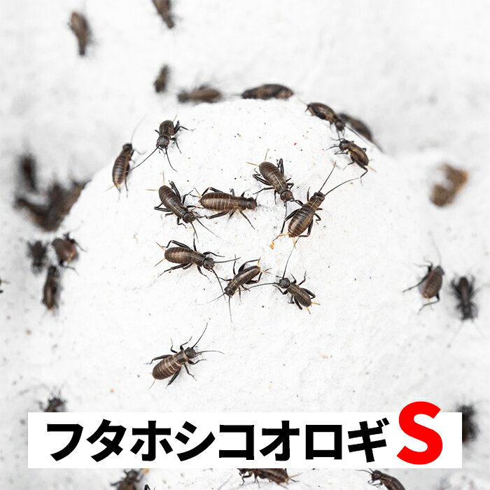 フタホシコオロギ S 5-8mm 送料無料 エサラボ 餌 用 コオロギ Sサイズ 生餌 生き餌 活餌 カナヘビ ヤモリ カエル トカゲ