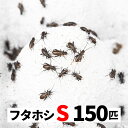 フタホシコオロギ 150匹 S 5-8mm 送料無料 エサラボ 餌 用 コオロギ フタホシ Sサイズ 生餌 生き餌 活餌 カナヘビ ヤモリ カエル トカゲ