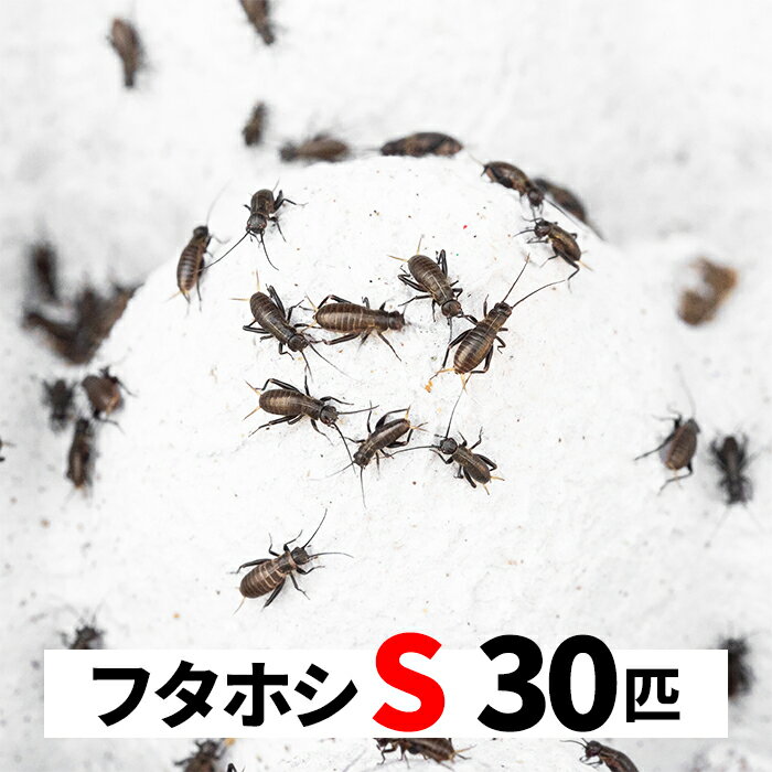 フタホシコオロギ 30匹 S 5-8mm 送料無料 エサラボ 餌 用 コオロギ フタホシ Sサイズ 生餌 生き餌 活餌 カナヘビ ヤモリ カエル トカゲ