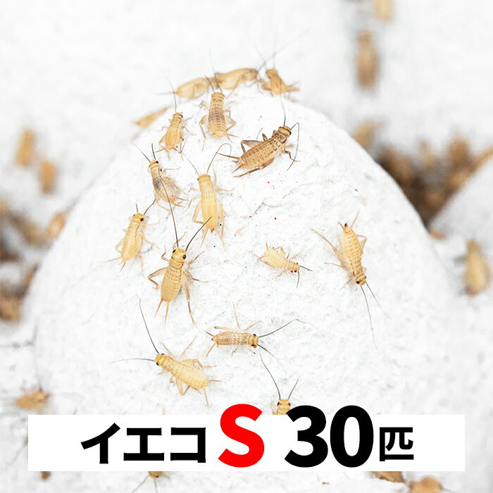 ヨーロッパイエコオロギ 30匹 S 5-8mm 送料無料 エサラボ 餌 用 コオロギ イエコ Sサイズ 生餌 生き餌 活餌 カナヘビ ヤモリ カエル トカゲ